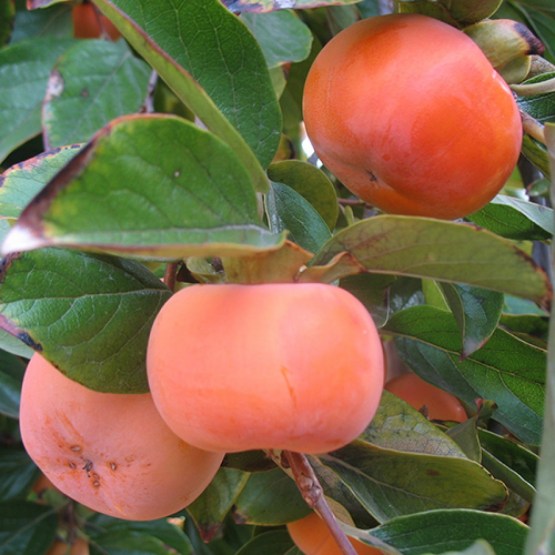 fuyu-persimmon Tree